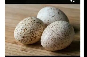 Kanada bronz,amerikan bronz Hinduşkalarının mayalı təzə yumurtaları lalafo.az -da Kanada bronz,amerikan bronz Hinduşkalarının mayalı təzə yumurtaları