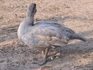Варенье: Lal ördəklər satılır qiymət saya və cinsinə görə dəyişir at lalafo.az — 2 Варенье: Lal ördəklər satılır qiymət saya və cinsinə görə dəyişir — 2