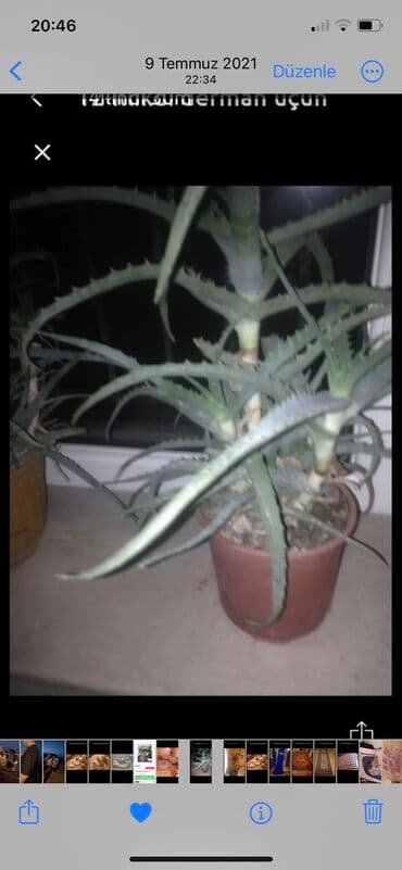 Dərman bitgisidi ankoloji xəstəlik üçün dərman kimi istifadə olunur lalafo.az -da Dərman bitgisidi ankoloji xəstəlik üçün dərman kimi istifadə olunur