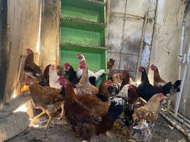 Salam sağlam kənd xoruz satılır tam sağlam heyvanlardı öz həyətimin lalafo.az -da Salam sağlam kənd xoruz satılır tam sağlam heyvanlardı öz həyətimin