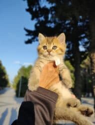 Şinşilla, Erkək, Dişi lalafo.az -da Şinşilla, Erkək, Dişi