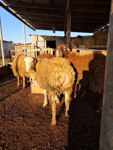 Ətlik quzular diri çəkisi 9 m Biləsuvarda əlaqə lalafo.az -da Ətlik quzular diri çəkisi 9 m Biləsuvarda əlaqə