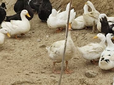 Diri qaz .ordeyler. bu ilindi Qaz 35 AZN ordey 20-25 AZN arası lalafo.az -da Diri qaz .ordeyler. bu ilindi Qaz 35 AZN ordey 20-25 AZN arası