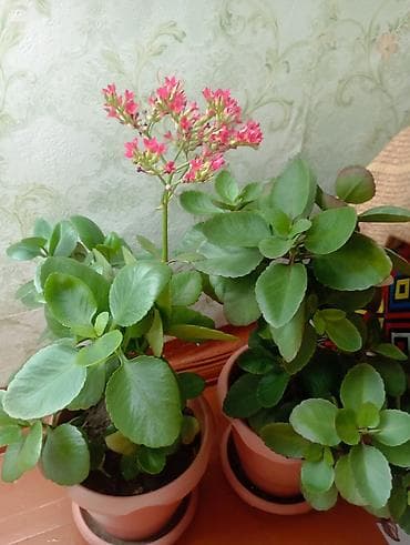 Kalanxoe (Kalanchoe blossfeldiana) saksı bitkisi - Növ: dekorativ lalafo.az -da Kalanxoe (Kalanchoe blossfeldiana) saksı bitkisi - Növ: dekorativ