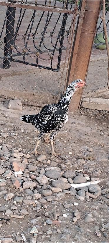 Heyratı toyuğu göz qabağındadı qiyməti 50-manat çatırılma olar yol lalafo.az -da Heyratı toyuğu göz qabağındadı qiyməti 50-manat çatırılma olar yol