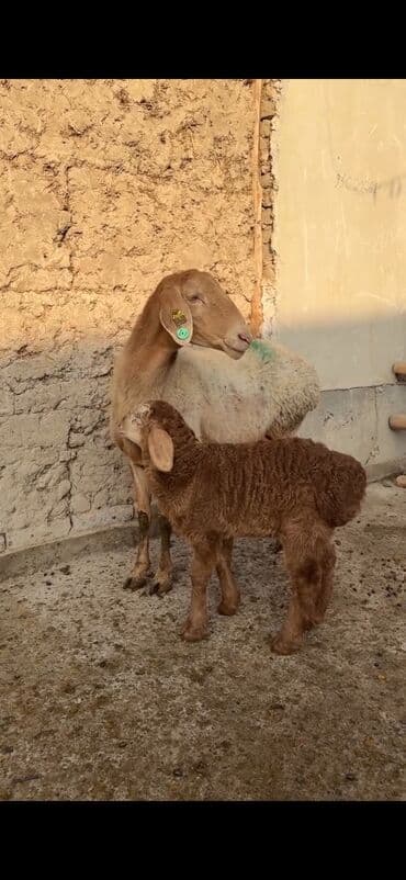 Qoyun ana bala ilə - Növ: Yerli cins quzu ilə ana qoyun - Ana lalafo.az -da — 1 Qoyun ana bala ilə - Növ: Yerli cins quzu ilə ana qoyun - Ana — 1