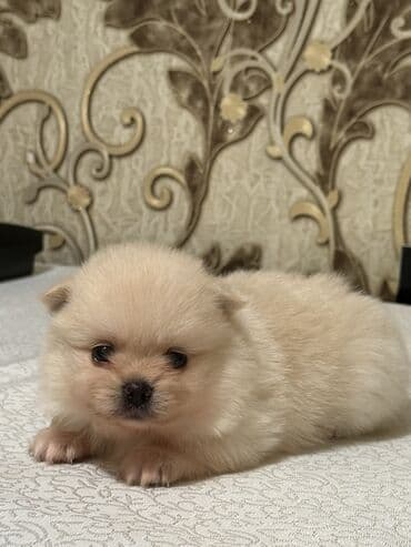 Şpitz, 1 ay, Dişi lalafo.az -da Şpitz, 1 ay, Dişi