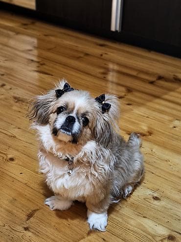 Pekines, 5 ay, Erkek, Ünvandan götürmə lalafo.az -da Pekines, 5 ay, Erkek, Ünvandan götürmə