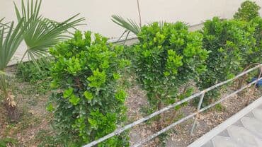 4fəsil həmişəyaşıl dekorativ kol - Sıx yarpaqlı, parlaq yaşıl rəngli lalafo.az -da 4fəsil həmişəyaşıl dekorativ kol - Sıx yarpaqlı, parlaq yaşıl rəngli