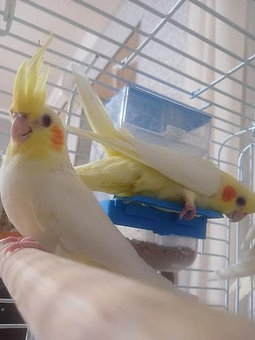 Qəfəs korella lalafo.az -da Qəfəs korella