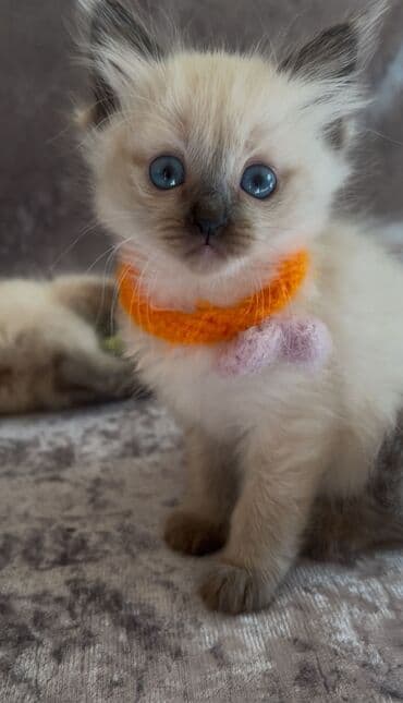 Erkək, Dişi lalafo.az -da Erkək, Dişi