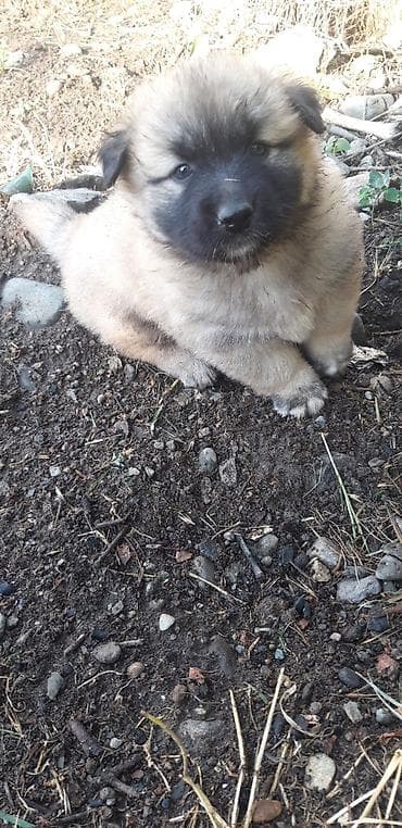 Zvonok, 2 ay, Erkek lalafo.az -da Zvonok, 2 ay, Erkek