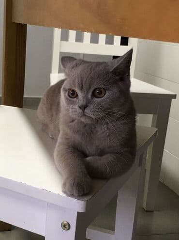 Britan, Dişi, Yaxşı əllərə, Ödənişli çatdırılma lalafo.az -da Britan, Dişi, Yaxşı əllərə, Ödənişli çatdırılma