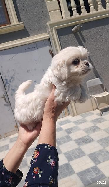 Pekines, 2 ay, Dişi lalafo.az -da Pekines, 2 ay, Dişi
