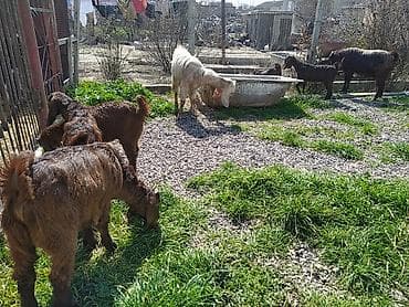 Hələb keçiləri satılır.2ana 5bala lalafo.az -da Hələb keçiləri satılır.2ana 5bala