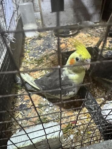 Nymph paraket (Cockatiel) – sarı lələk tacı və yanaqlarda narıncı lalafo.az -da Nymph paraket (Cockatiel) – sarı lələk tacı və yanaqlarda narıncı