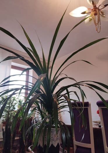 Удобрения: Böyük ölçülü otaq bitkisi – dekorativ tropik palma tipli (yuxa, uzun at lalafo.az — 1 Удобрения: Böyük ölçülü otaq bitkisi – dekorativ tropik palma tipli (yuxa, uzun — 1