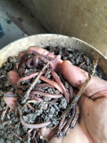 Qaraqırmızı iri torpaq soğulcanları 7/24 zəng vura bilərsiz lalafo.az -da Qaraqırmızı iri torpaq soğulcanları 7/24 zəng vura bilərsiz