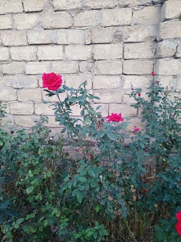 Роза – один из самых красивых цветов. Ее заслуженно именуют королевой lalafo.az -da Роза – один из самых красивых цветов. Ее заслуженно именуют королевой