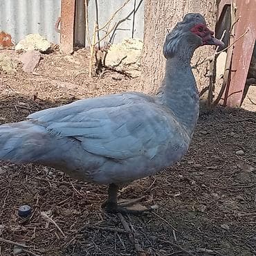 9 aylıq mirvari Aktiv ərkəy, ağır cəkili heyvandır, 3 dənədir deyə lalafo.az -da 9 aylıq mirvari Aktiv ərkəy, ağır cəkili heyvandır, 3 dənədir deyə