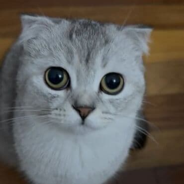 Şinşilla, Dişi, Yaxşı əllərə, Ünvandan götürmə lalafo.az -da Şinşilla, Dişi, Yaxşı əllərə, Ünvandan götürmə