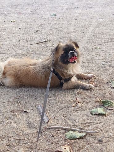 Pekines, 2 il, Erkek lalafo.az -da Pekines, 2 il, Erkek