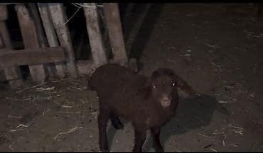 Qara rəngli quzu - Növ: qoyun quzusu - Rəng: tünd/qəhvəyi-qara, bədən lalafo.az -da Qara rəngli quzu - Növ: qoyun quzusu - Rəng: tünd/qəhvəyi-qara, bədən