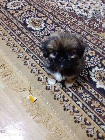 Pekines lalafo.az -da Pekines