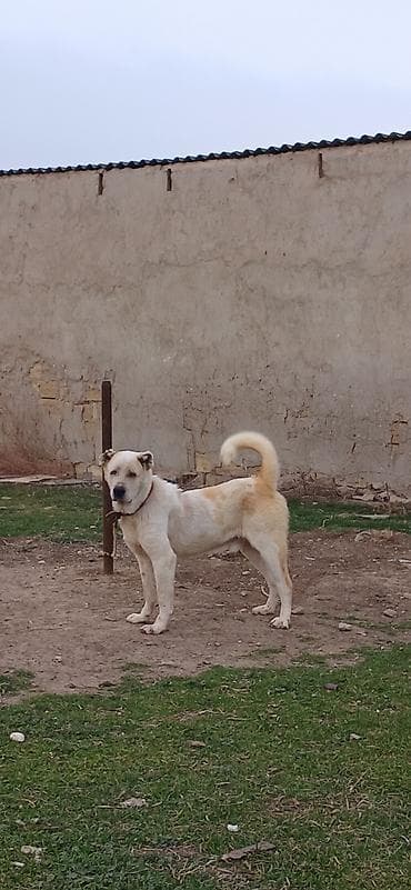 Alabay, 3 il, Erkek, Peyvəndli lalafo.az -da Alabay, 3 il, Erkek, Peyvəndli