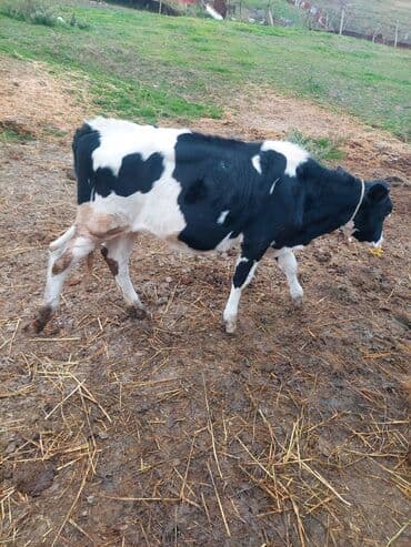 Salam aprel ayinin 23 olub temiz qan holsdeindi xaiw edirem real lalafo.az -da Salam aprel ayinin 23 olub temiz qan holsdeindi xaiw edirem real