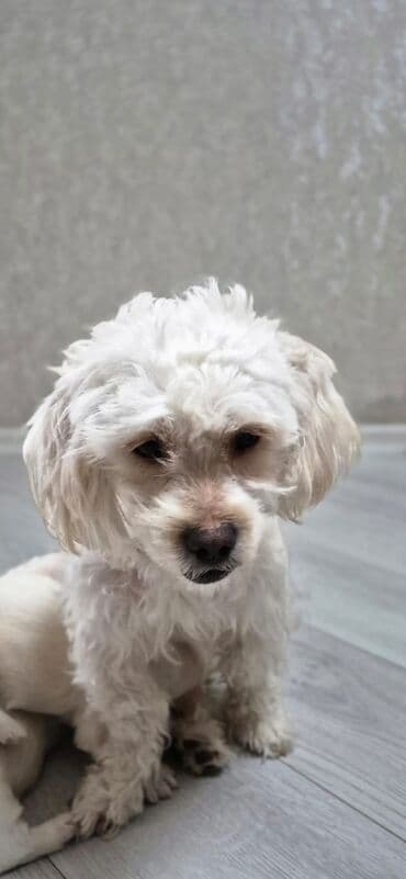 Pudel, 1 il lalafo.az -da Pudel, 1 il