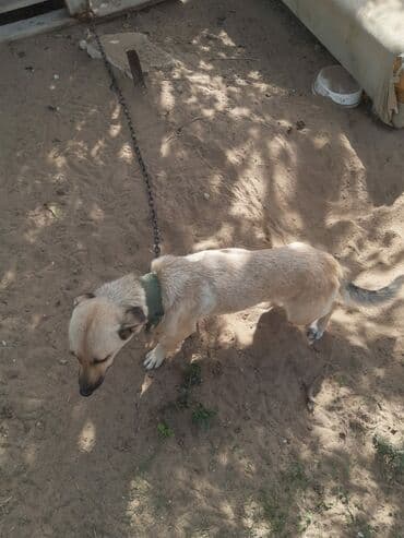 Yeni, Kreslo, Parça, Kredit yoxdur, Ödənişli çatdırılma lalafo.az -da Yeni, Kreslo, Parça, Kredit yoxdur, Ödənişli çatdırılma