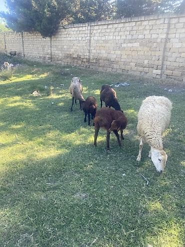Ягнята: Qoyun və quzu sürüsü - Şəkillərdə görünən yerli cinslərdən ibarət at lalafo.az — 2 Ягнята: Qoyun və quzu sürüsü - Şəkillərdə görünən yerli cinslərdən ibarət — 2