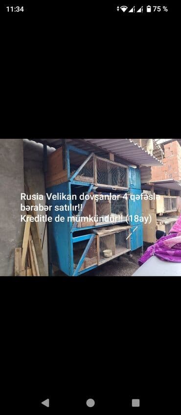 Kredi veririm 18 ay Прадаю клетки 4 шт клетки новые для кроликов lalafo.az -da Kredi veririm 18 ay Прадаю клетки 4 шт клетки новые для кроликов