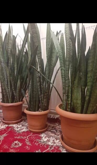 Peygəmbərin qılıncı (sansveriya) dekorativ gülü. Hündürlüyü 110 - 120 lalafo.az -da Peygəmbərin qılıncı (sansveriya) dekorativ gülü. Hündürlüyü 110 - 120