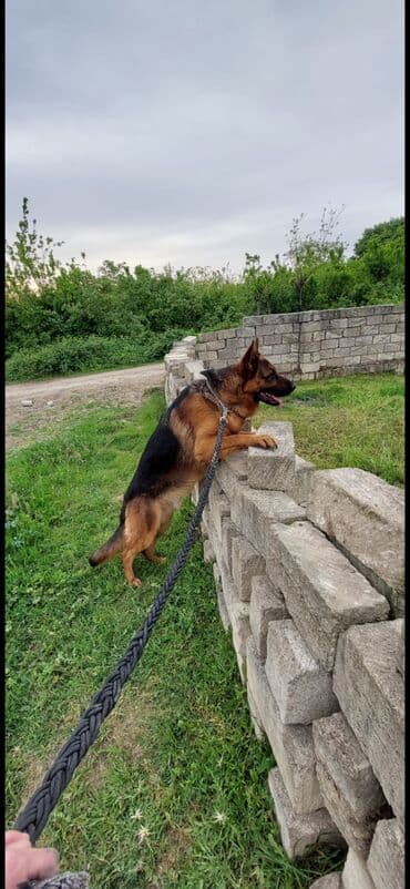 Alman çoban iti lalafo.az -da Alman çoban iti