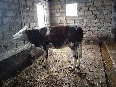 1 yaşa var damzdığa yaraldi ciddi şexsler zeng vursun razlaşaq 1280 lalafo.az -da 1 yaşa var damzdığa yaraldi ciddi şexsler zeng vursun razlaşaq 1280