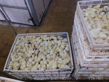 Toyuq cücələri, Ətlik, Rayonlara çatdırılma lalafo.az -da Toyuq cücələri, Ətlik, Rayonlara çatdırılma