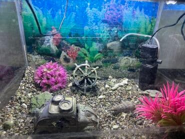 Bu akvaryum evinizdə və ya ofisinizdə sakitləşdirici bir atmosfer lalafo.az -da Bu akvaryum evinizdə və ya ofisinizdə sakitləşdirici bir atmosfer