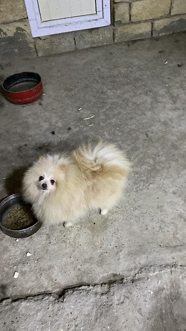 Şpitz, 7 ay, Dişi lalafo.az -da Şpitz, 7 ay, Dişi