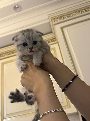 Şotland lalafo.az -da Şotland