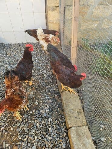 Cinə xoruzlar.6-7 ayliqdirlar.Qiymet bir ededi 30 azn.Sumqayit lalafo.az -da Cinə xoruzlar.6-7 ayliqdirlar.Qiymet bir ededi 30 azn.Sumqayit