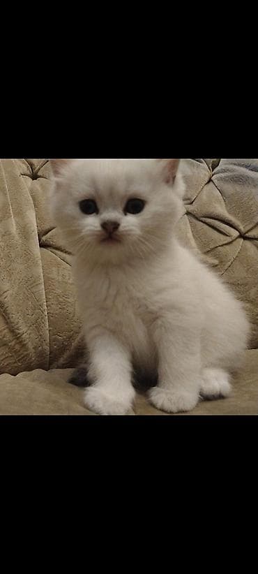 Britan, Dişi, Yaxşı əllərə, Ünvandan götürmə lalafo.az -da Britan, Dişi, Yaxşı əllərə, Ünvandan götürmə