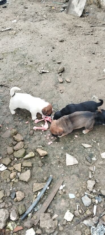 Zvanoklar tam sağlam 40 günlük Binəqədidə şir erkek dişi var lalafo.az -da Zvanoklar tam sağlam 40 günlük Binəqədidə şir erkek dişi var