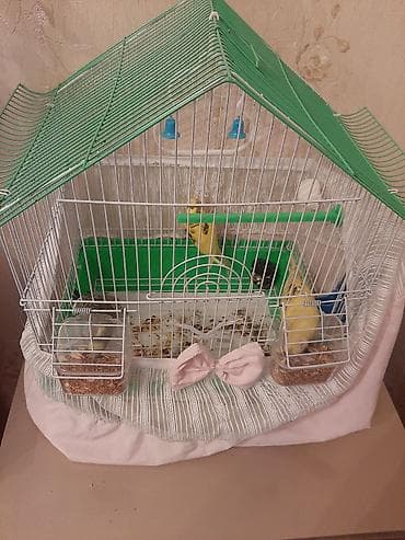 Qefes ve 3 papuqay satilir,1 i baladi 2 ayli.Usdunde yuvasi ve cimme lalafo.az -da Qefes ve 3 papuqay satilir,1 i baladi 2 ayli.Usdunde yuvasi ve cimme