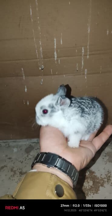 Salam dovşan balaları satılır. Sevdiklərinizi yeni ilde sevindirmək lalafo.az -da Salam dovşan balaları satılır. Sevdiklərinizi yeni ilde sevindirmək