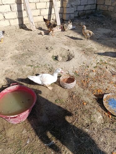 Dişi, | Lal ördək, Ətlik, Ünvandan götürmə lalafo.az -da Dişi, | Lal ördək, Ətlik, Ünvandan götürmə