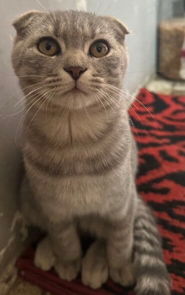 Şotland yastı qulaq, Erkək lalafo.az -da Şotland yastı qulaq, Erkək