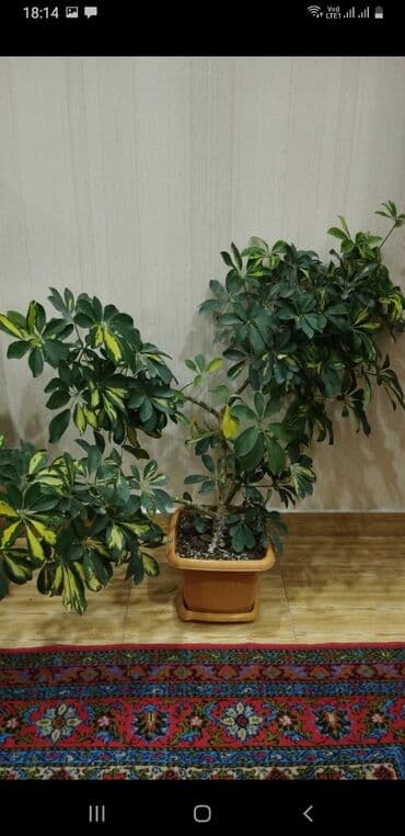 Şeflera (Schefflera arboricola) – dekorativ otaq bitkisi - Növ lalafo.az -da Şeflera (Schefflera arboricola) – dekorativ otaq bitkisi - Növ