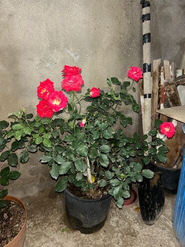 Удобрения: Qırmızı çiçəkləri olan saksı geranium (Pelargonium) - Parlaq qırmızı at lalafo.az — 1 Удобрения: Qırmızı çiçəkləri olan saksı geranium (Pelargonium) - Parlaq qırmızı — 1